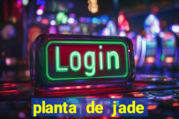 planta de jade significado espiritual